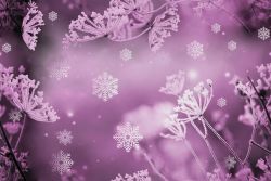 Zimní kmín fialkový-sublimační digitální tisk