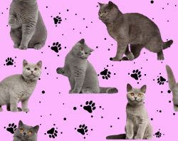 Kočka britka šedá na růžové- digitální tisk