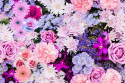 Fialovo-růžové květy - digitální tisk
