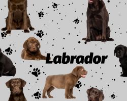 Labrador tmavý na šedé- digitální tisk