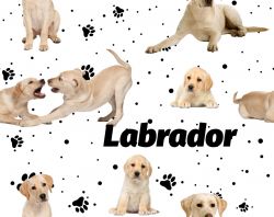 Labrador světlý na bílé- digitální tisk