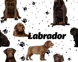Labrador tmavý na bílé- digitální tisk