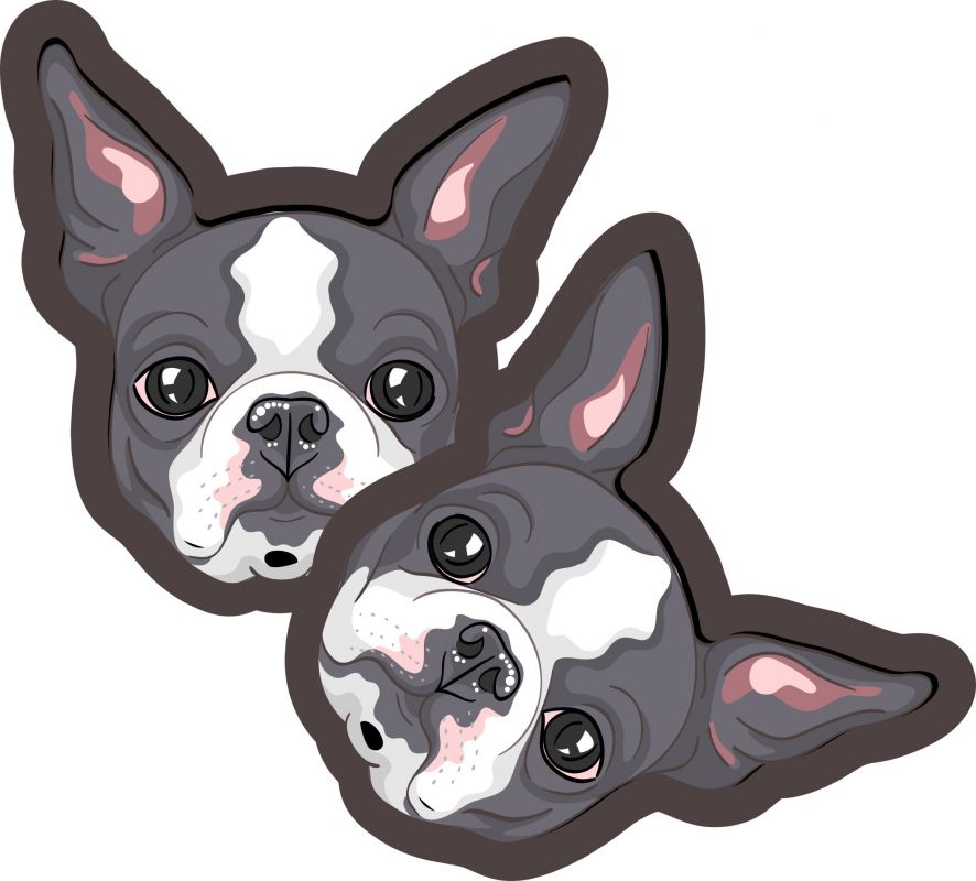 PANEL na polštář - Boston Terrier mavaga design